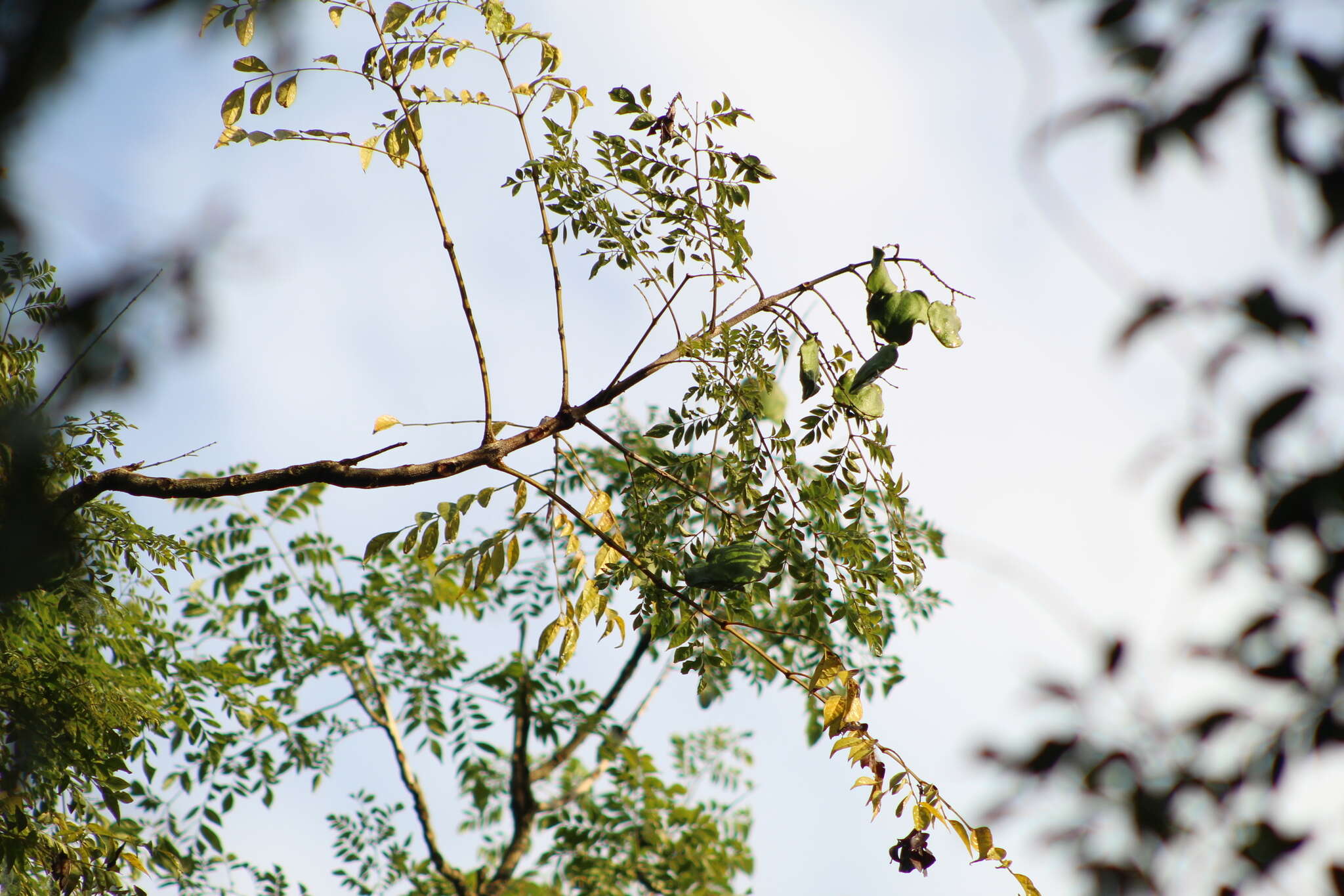 Image of Jacaranda micrantha Cham.