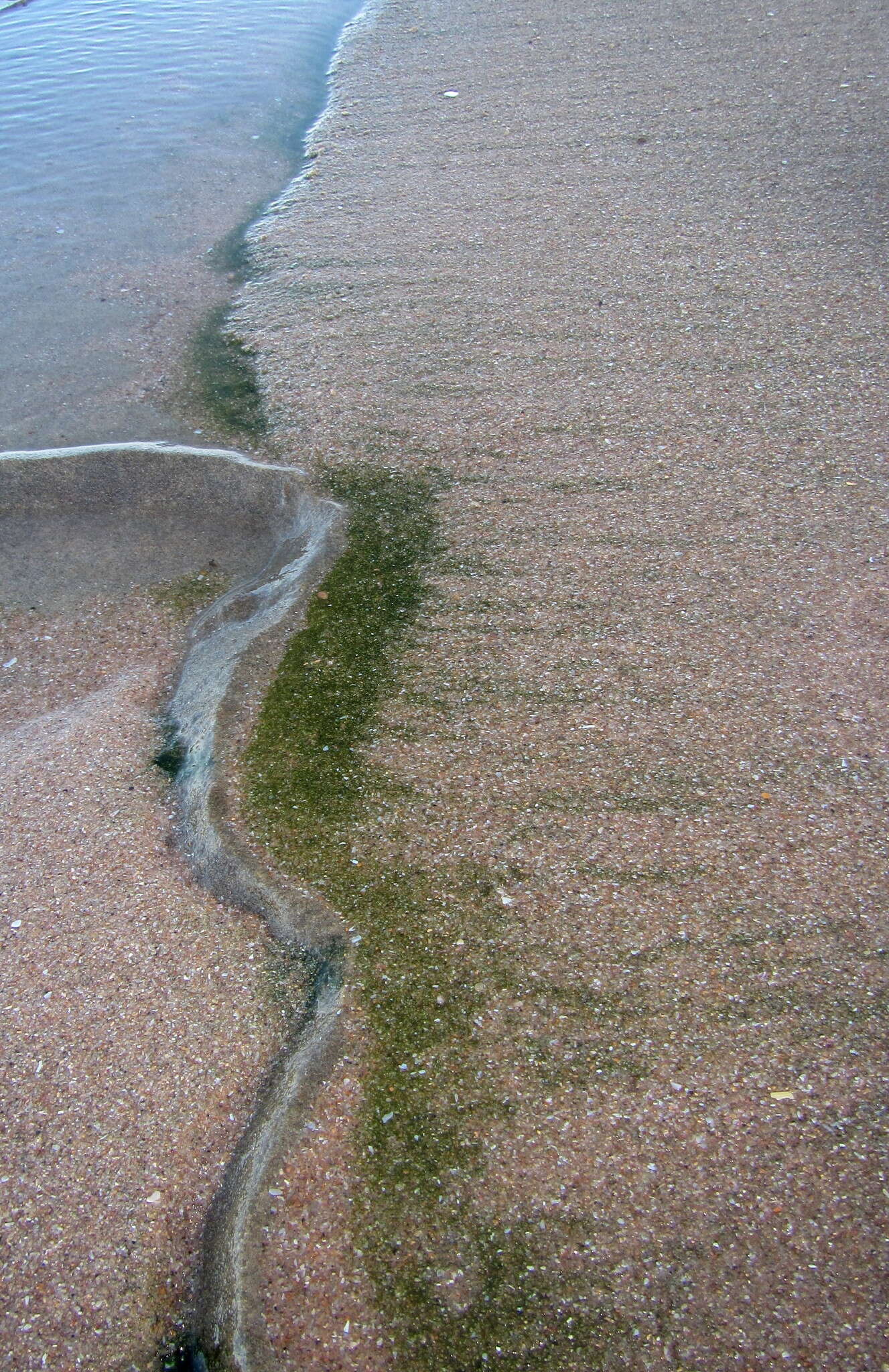 Image of Symsagittifera macnaei (Du Bois-Reymond Marcus 1957)