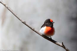 Image of Red-capped Robin