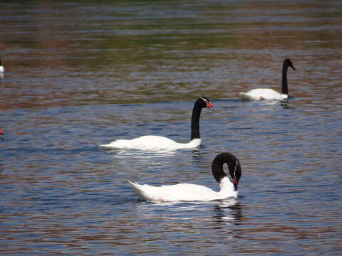 Image of Black-necked Swan