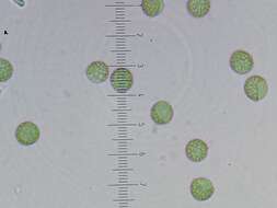 Image of Reticularia jurana