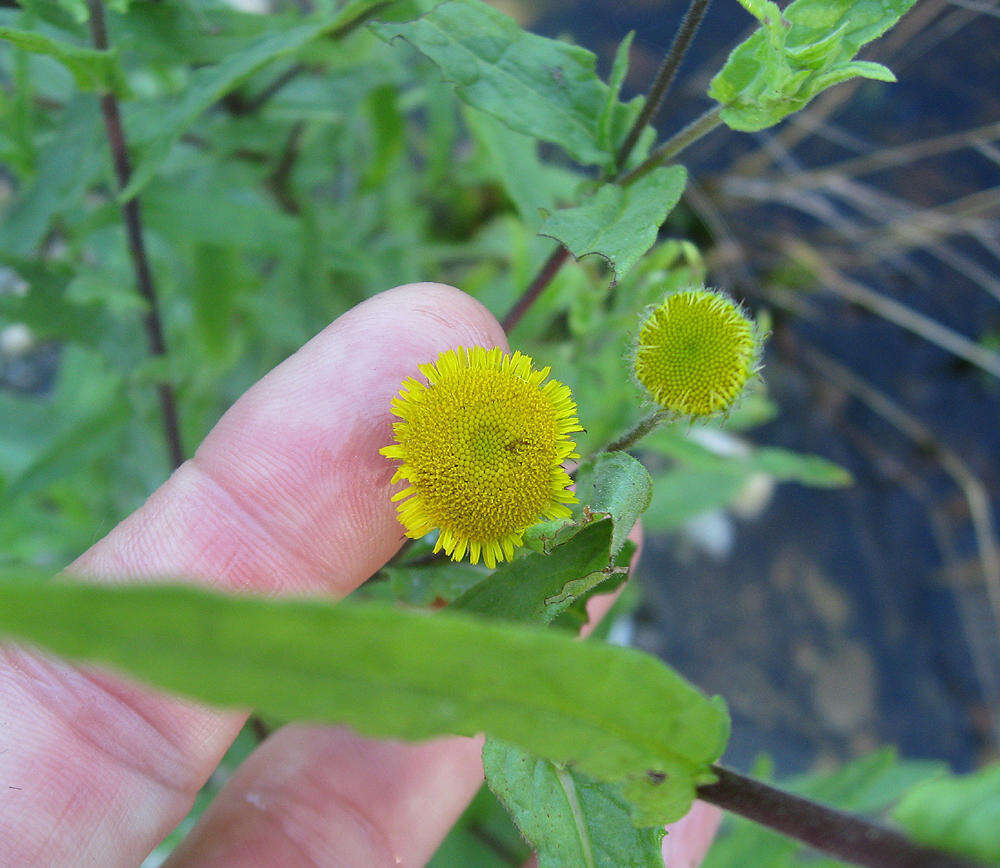 Pulicaria scabra (Thunb.) Druce resmi