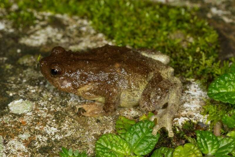 Image of Metaphrynella pollicaris (Boulenger 1890)