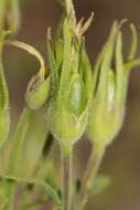 Image of fewflower Jacob's-ladder