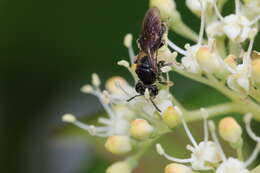 Image of Andrena integra Smith 1853