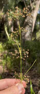 Image of Millet Beak Sedge