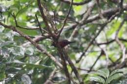 Image of Chestnut-breasted Negrofinch