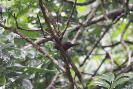 Image of Chestnut-breasted Negrofinch