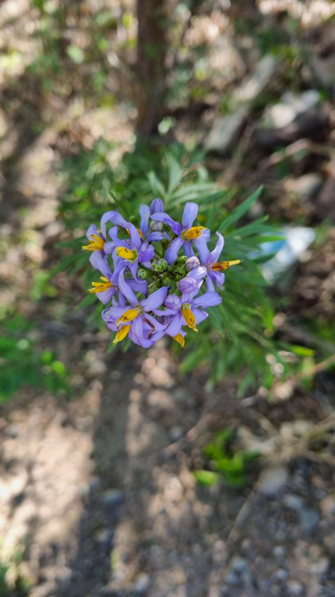 Слика од Solanum angustifidum Bitter