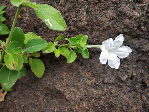 Image of Ruellia pseudopatula Ensermu