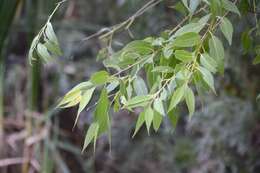 Imagem de Salix amygdaloides Anderss.