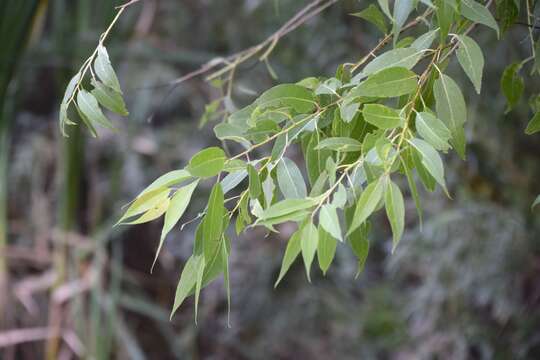 Image of peachleaf willow