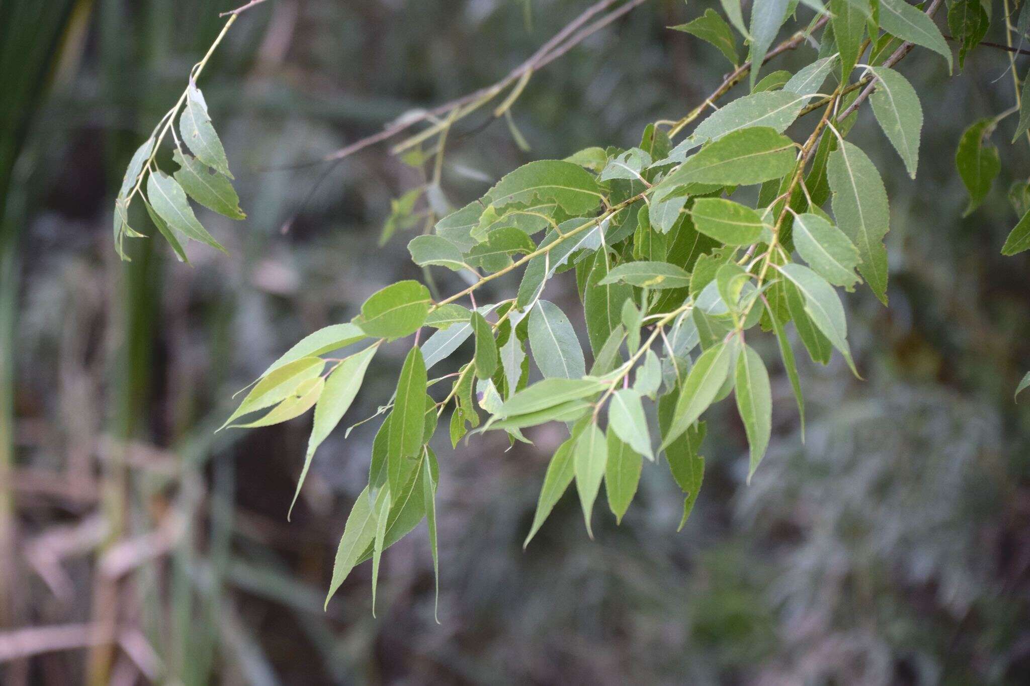 Salix amygdaloides Anderss. resmi