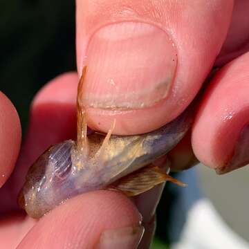 Image of Slimy Sculpin