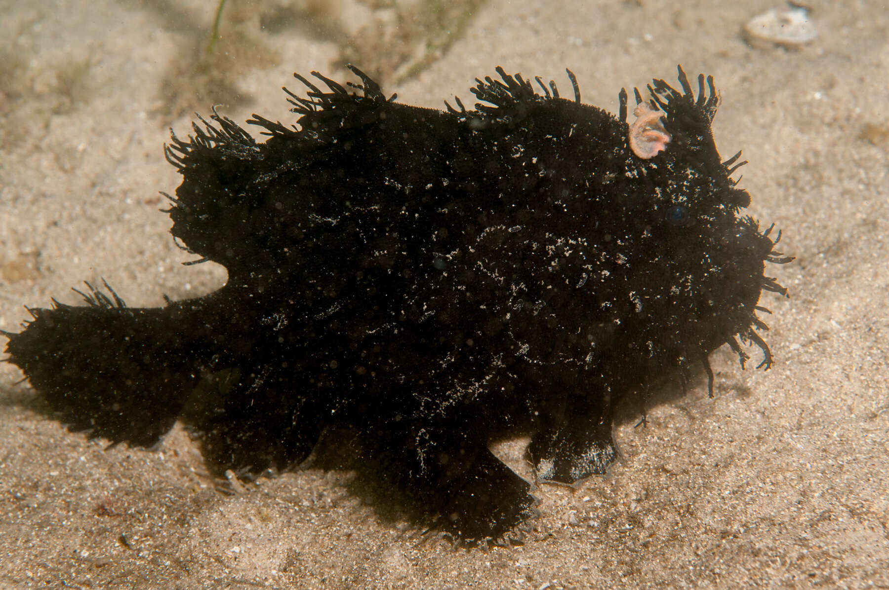Image of Spitlure Frogfish