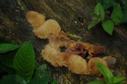 Image of Auricularia delicata (Mont. ex Fr.) Henn. 1893