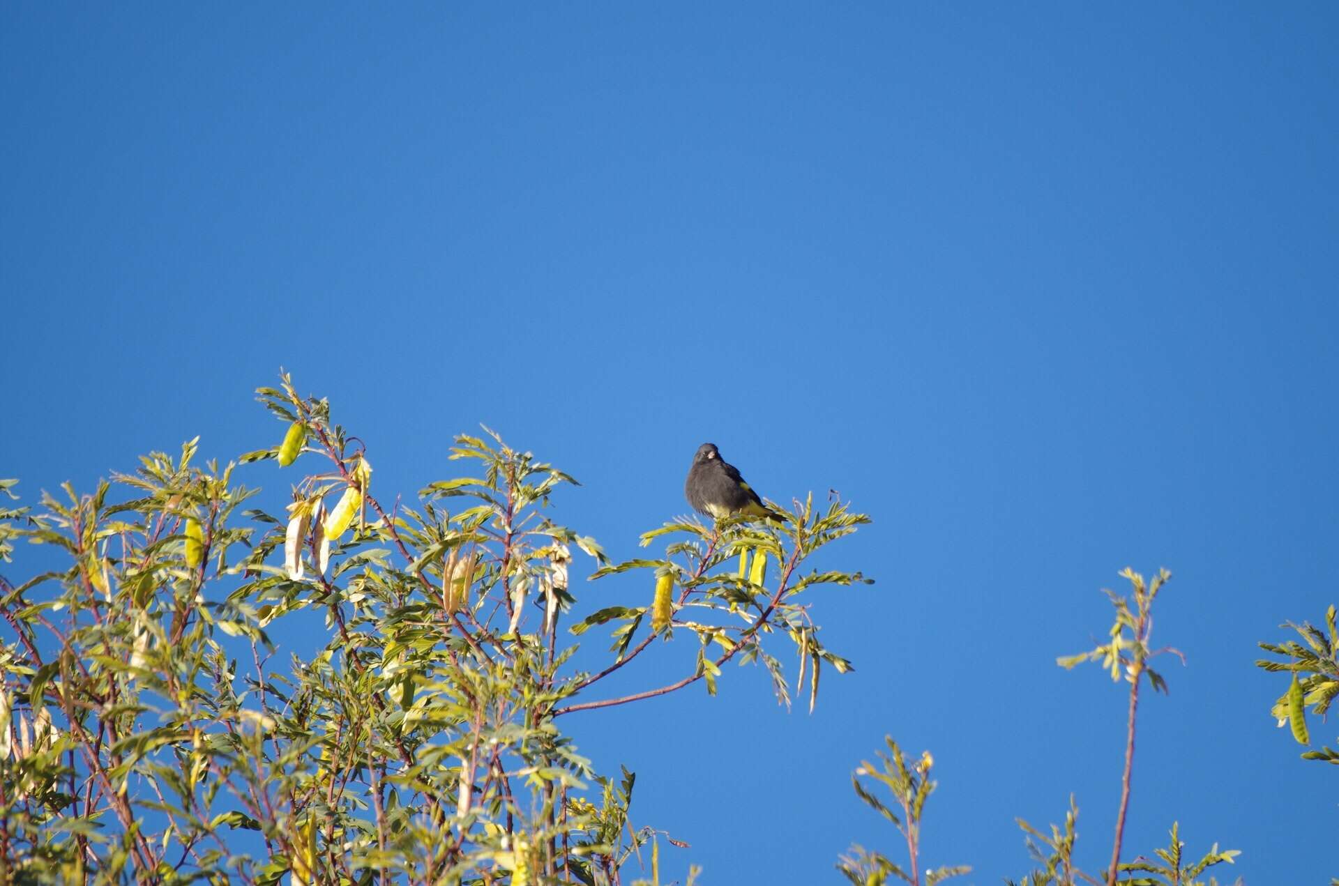 Image of Black Siskin