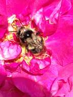 Image of Bombus vancouverensis nearcticus Handlirsch 1888