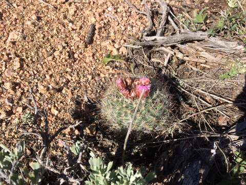 Image of mountain ball cactus