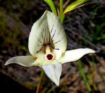 Image de Disa schlechteriana Bolus