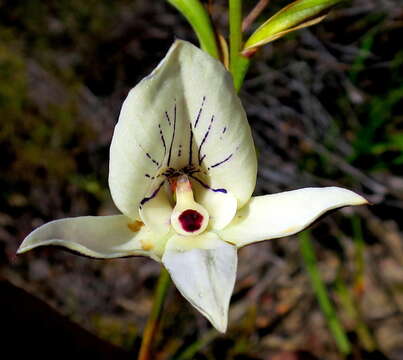 Image of Disa schlechteriana Bolus