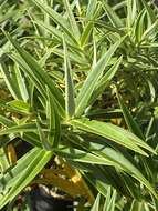 Image of Veronica stricta var. egmontiana (L. B. Moore) Garn.-Jones