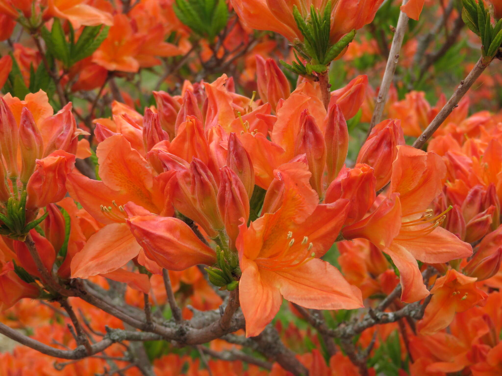 صورة Rhododendron japonicum (A. Gray) Suringar