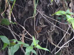 Image of Rufous-browed Wren