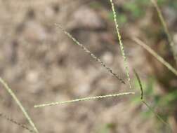 Image of thin paspalum