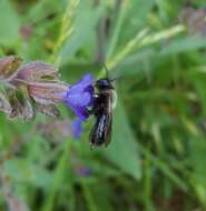 Imagem de Andrena nasuta Giraud 1863