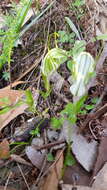 Image of Sharp-leaf greenhood