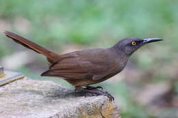 Image of Cinclocerthia ruficauda tremula (Lafresnaye 1843)