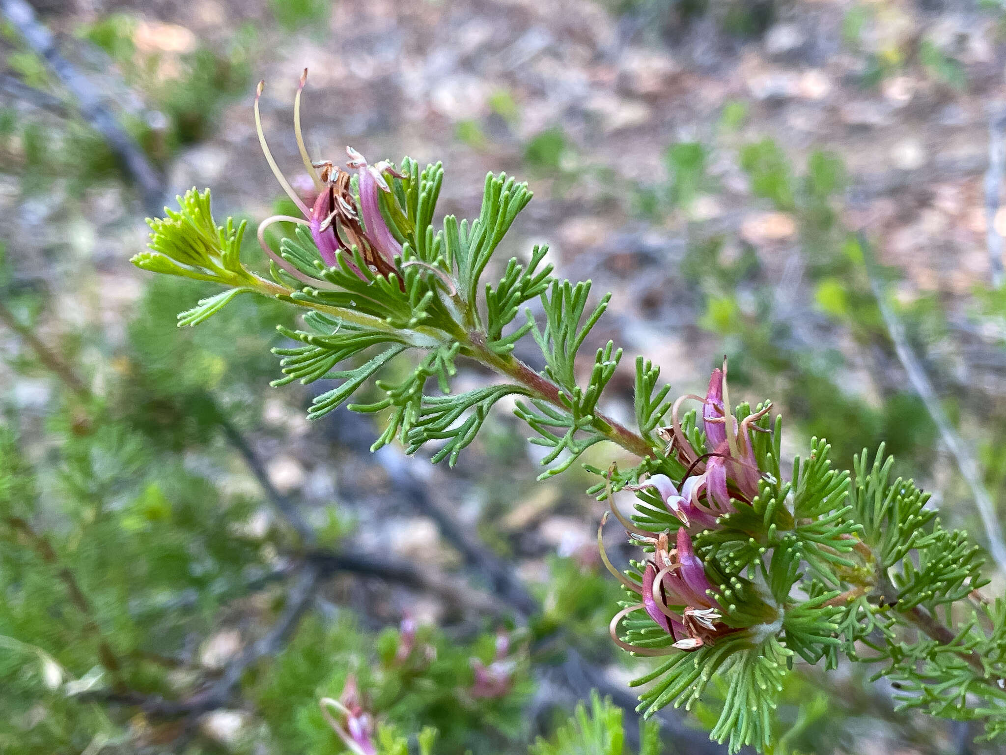 Image of Adenanthos meisneri Lehm.