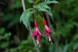 Image of Fuchsia regia (Vand. ex Vell.) Munz