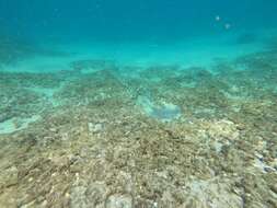 Image of Honeycomb Stingray