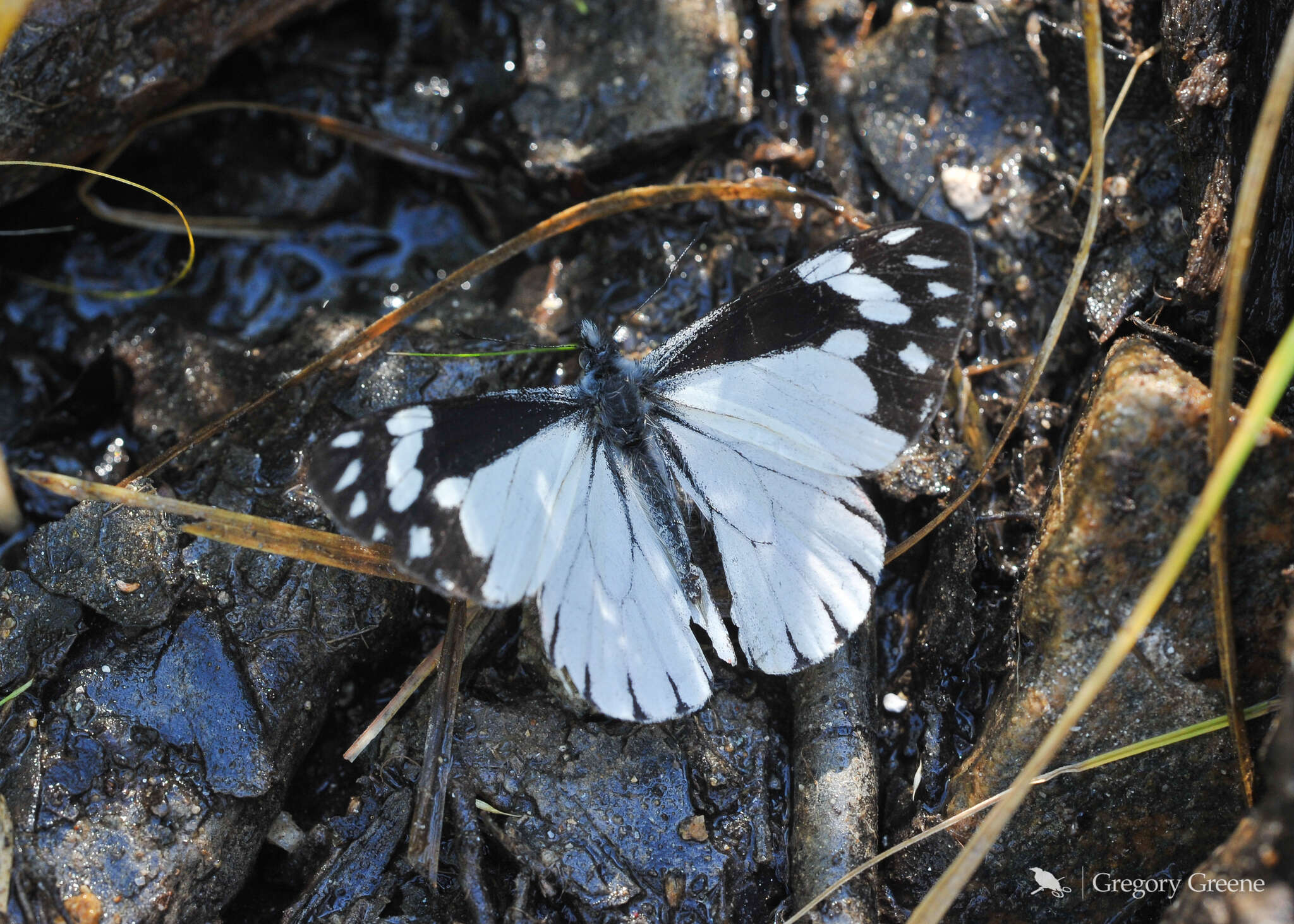 Image of Chiricahua White
