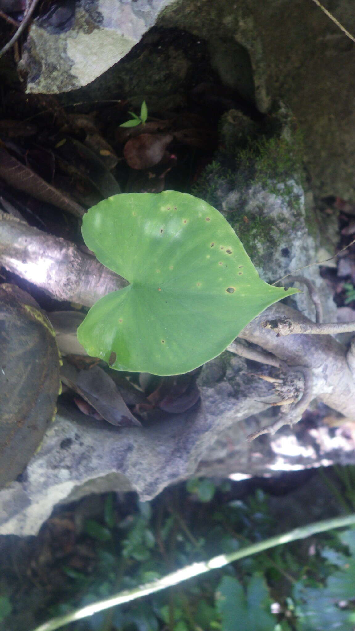 Image of Colletogyne perrieri Buchet