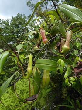 Image of Nepenthes eustachya Miq.