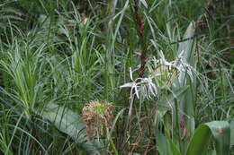 Image of Mangrove lily