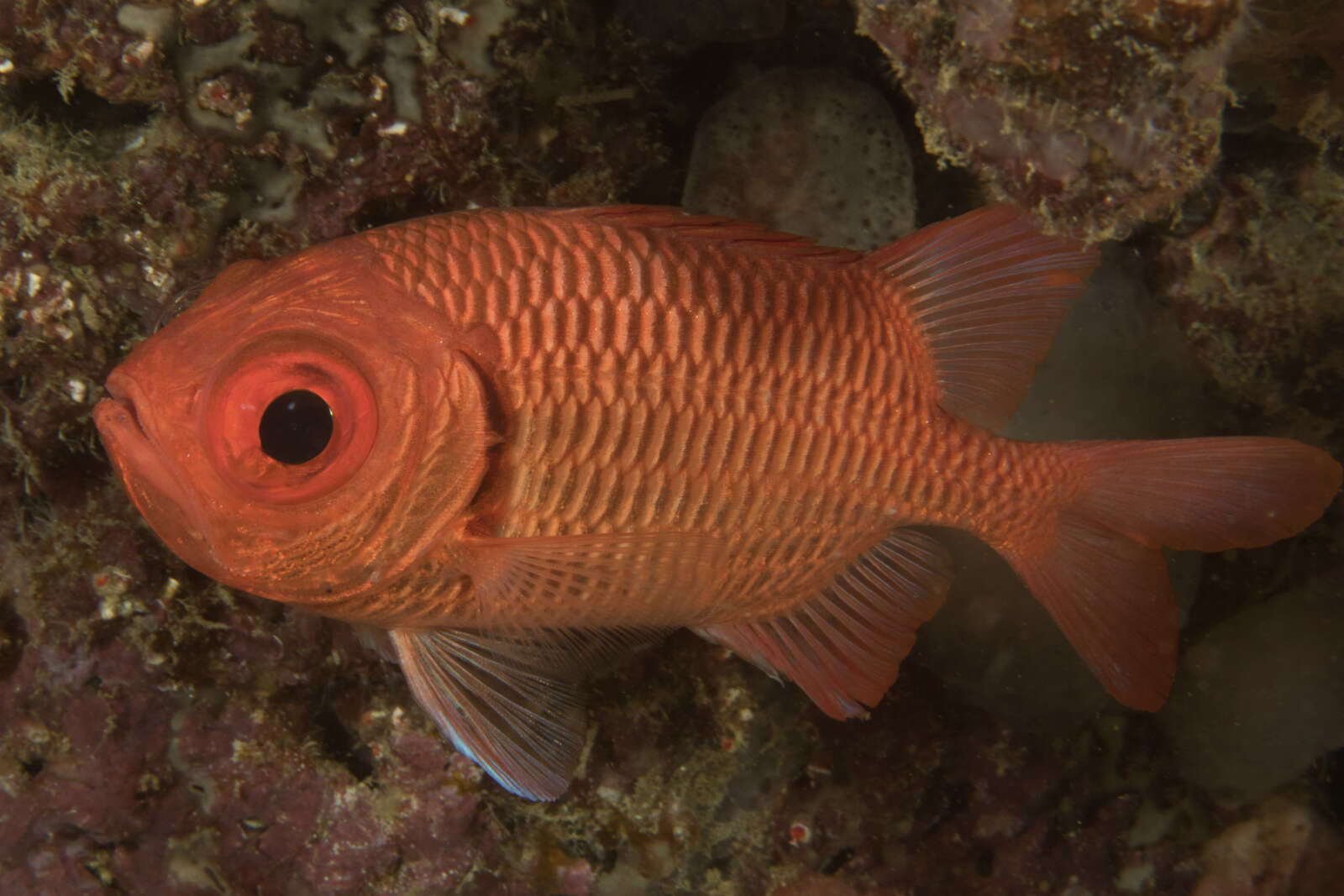 Image of Brick soldierfish