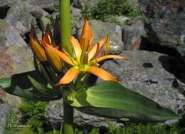 Image of Gentiana lutea subsp. aurantiaca M. Laínz