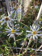 Imagem de Aster ovatus var. microcephalus (Miq.) Mot. Ito & A. Soejima