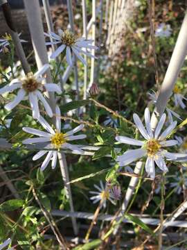 Image de Aster ovatus var. microcephalus (Miq.) Mot. Ito & A. Soejima