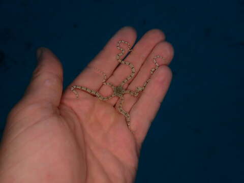 Image of Reticulated brittle star