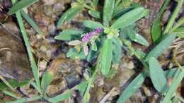 Image de Polygala erioptera DC.