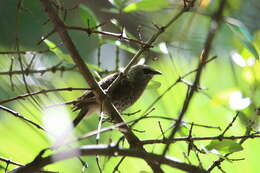 Image of Hartlaub's Babbler