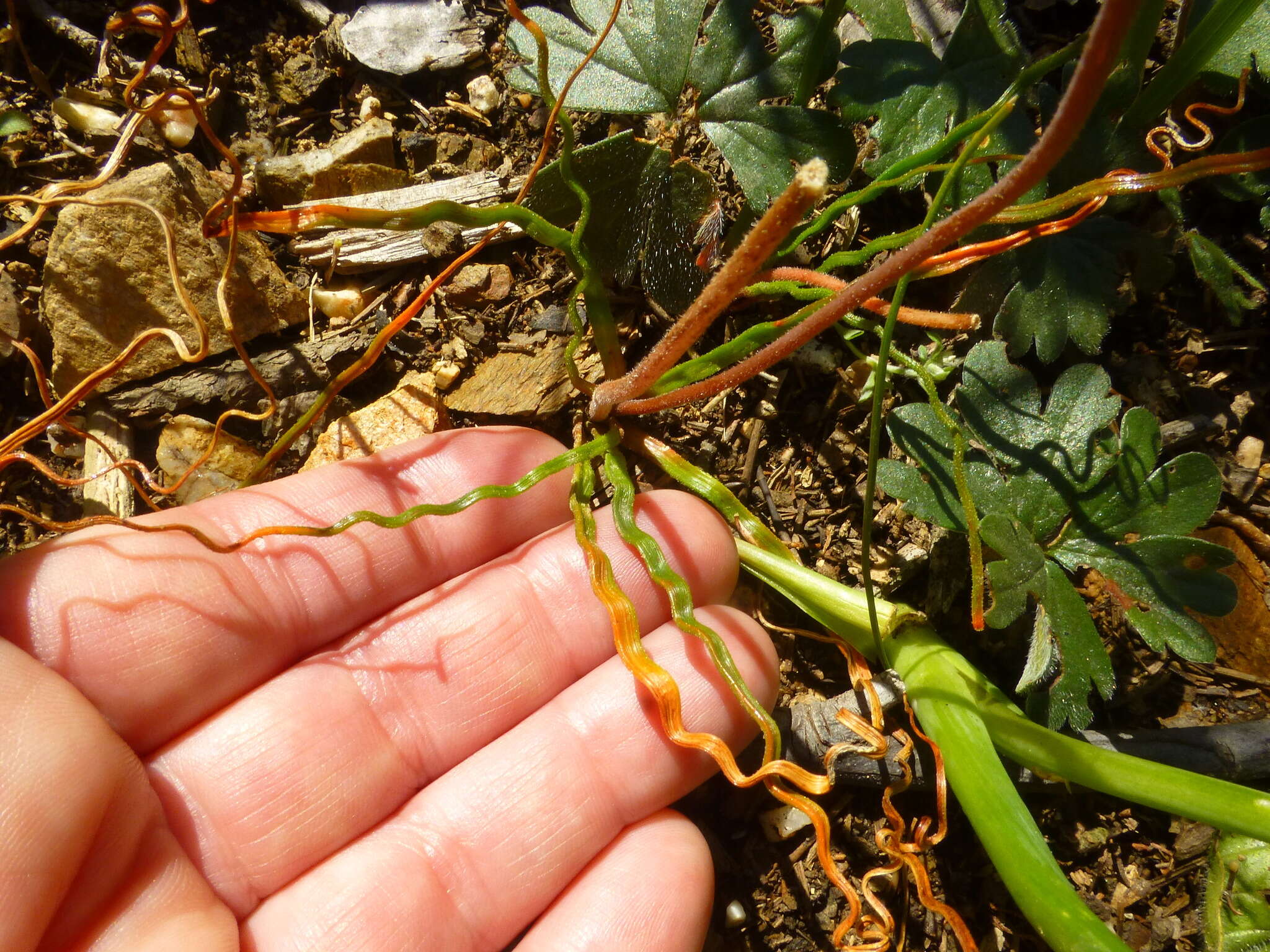 Слика од Trachyandra flexifolia (L. fil.) Kunth