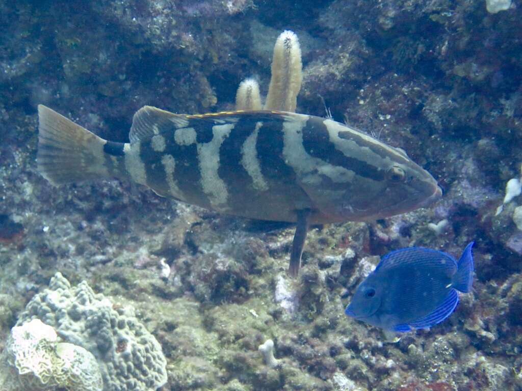 Слика од Epinephelus striatus (Bloch 1792)