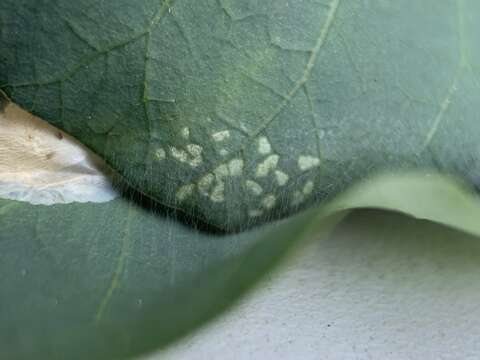 Image of Sumac Leafblotch Miner