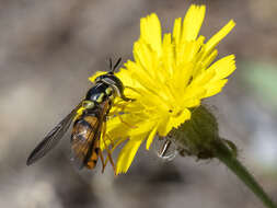 Chrysotoxum triarcuatum Macquart 1839 resmi